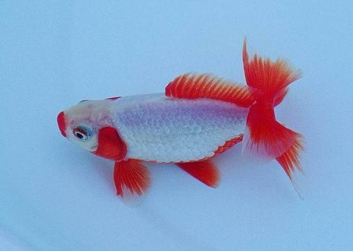 日本顶级金鱼品种,日本宇野兰寿金鱼