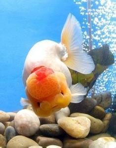 日本顶级金鱼品种,日本宇野兰寿金鱼