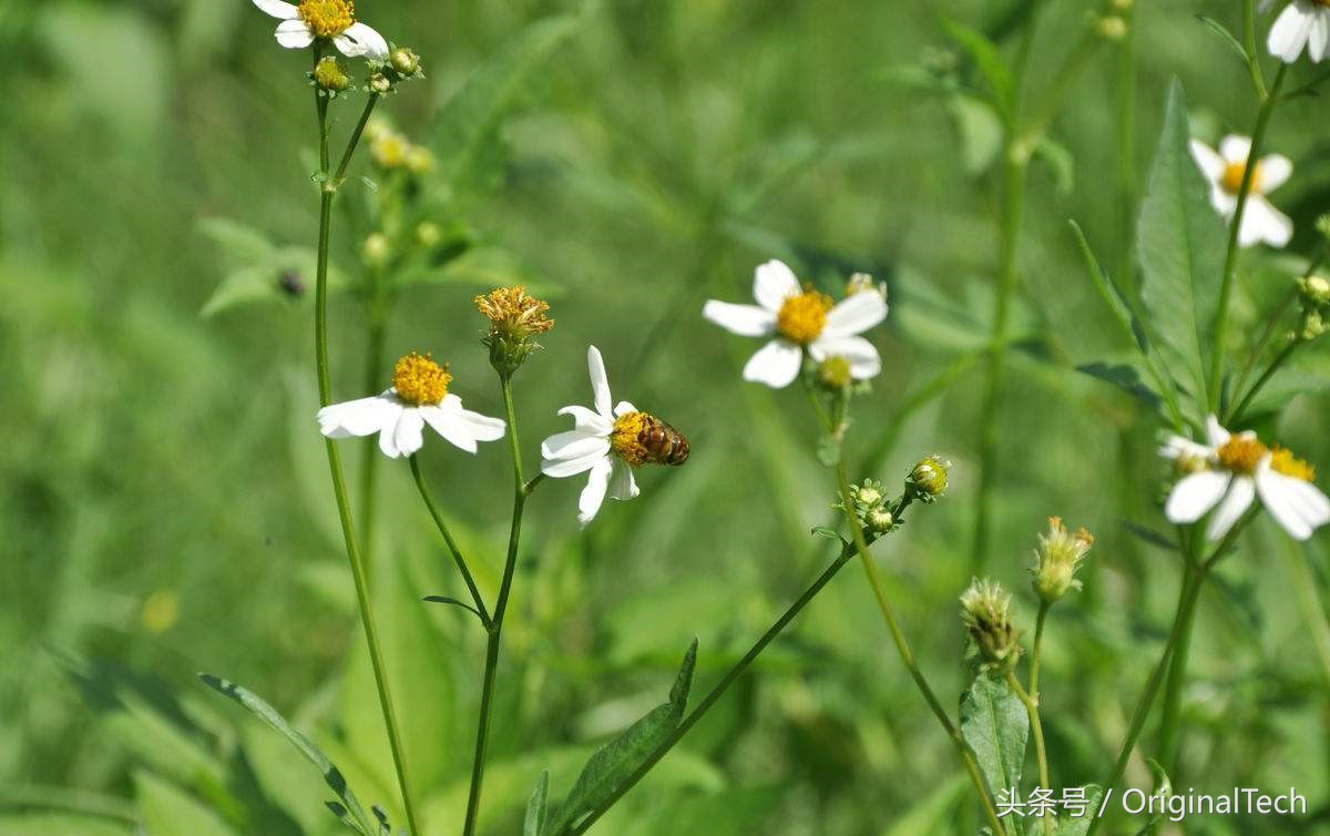 它虽然是野草却是跌打良药,农村用来喂猪的野草竟是治病良药