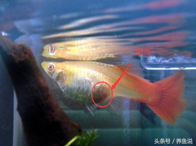 教你如何优雅的繁殖孔雀鱼,怎么繁殖出不一样色品种孔雀鱼