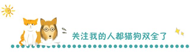 可爱小猫咪黑色胡子,可爱软萌小猫咪