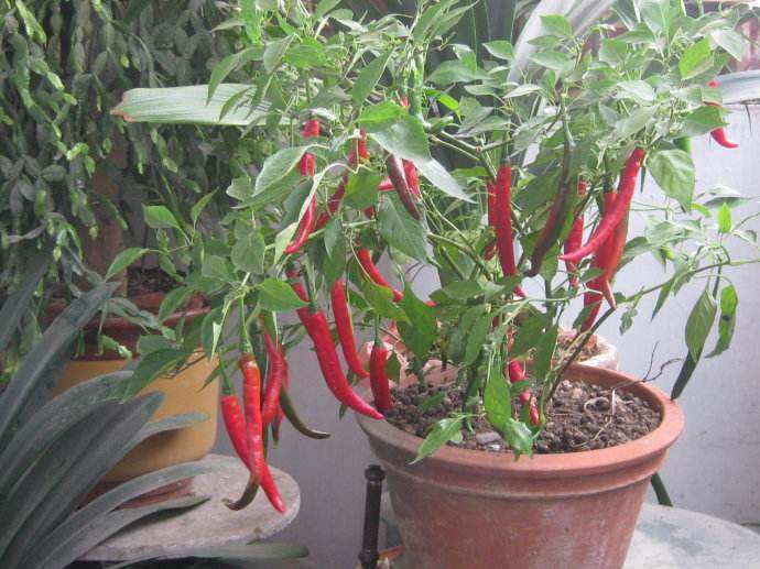 阳台盆栽辣椒带果,在花盆里种辣椒用什么土