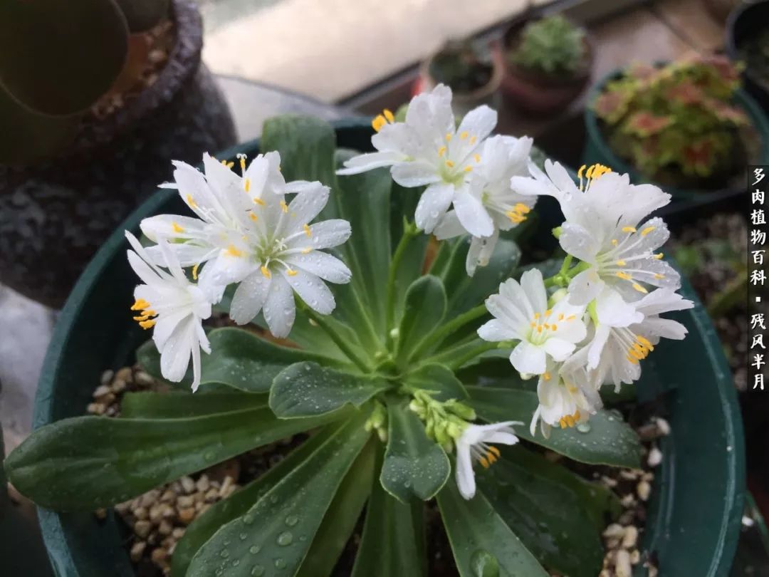 在多肉中治愈生活,养多肉生活中的快乐源泉