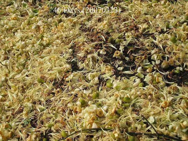 榴莲生长全过程,榴莲的生长全过程见证