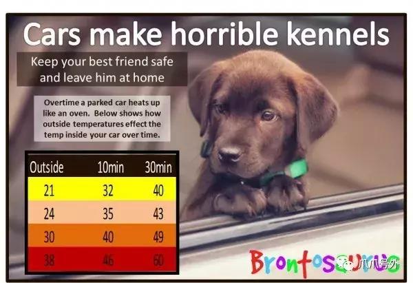 狗狗中暑该怎么拯救它,怎么看狗狗中暑