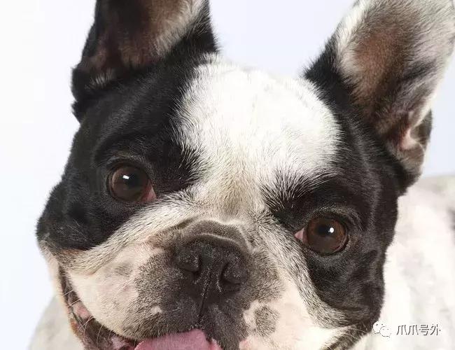 狗狗中暑该怎么拯救它,怎么看狗狗中暑