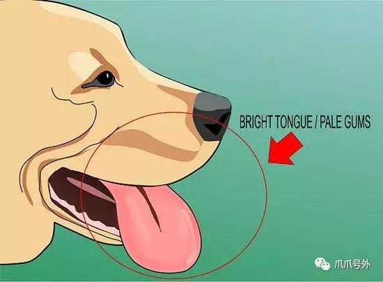 狗狗中暑怎么看,狗狗中暑宠物医院怎么处理