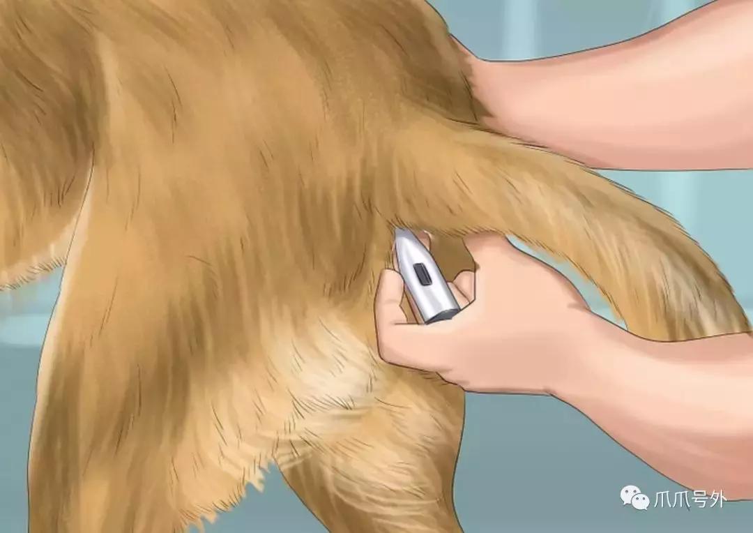 狗狗中暑该怎么拯救它,怎么看狗狗中暑