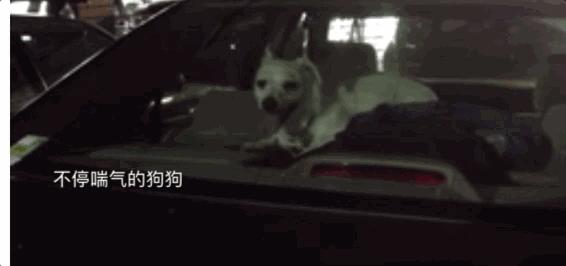 狗狗中暑怎么看,狗狗中暑宠物医院怎么处理