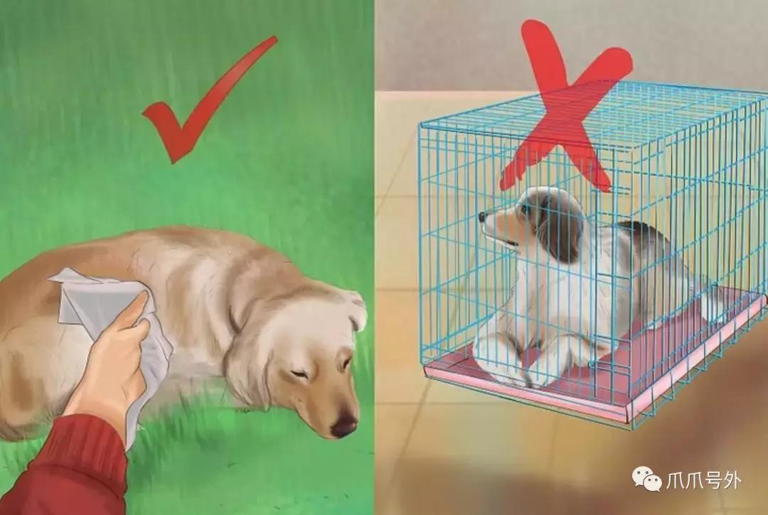 狗狗中暑该怎么拯救它,怎么看狗狗中暑