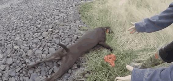 狗狗中暑该怎么拯救它,怎么看狗狗中暑