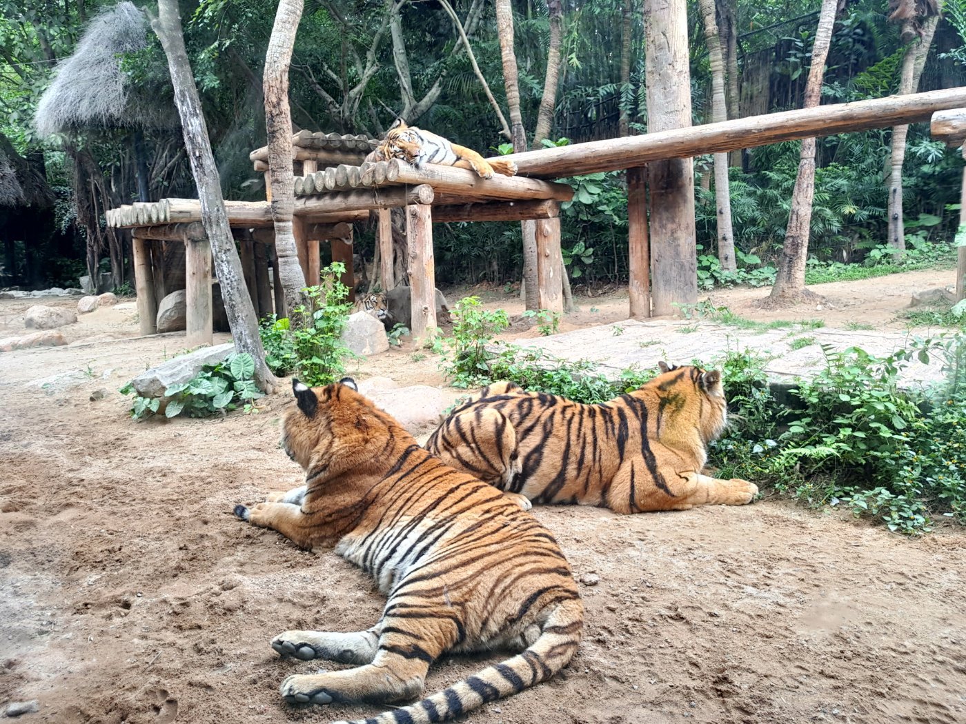 广州长隆野生动物世界之行,广州长隆野生动物世界游玩攻略图