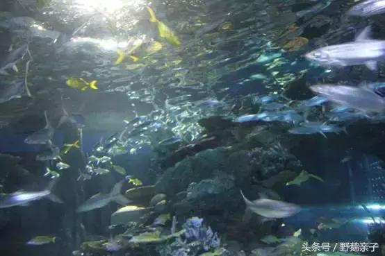 这个夏天去北京旅游好玩吗,夏天适合去的海底世界