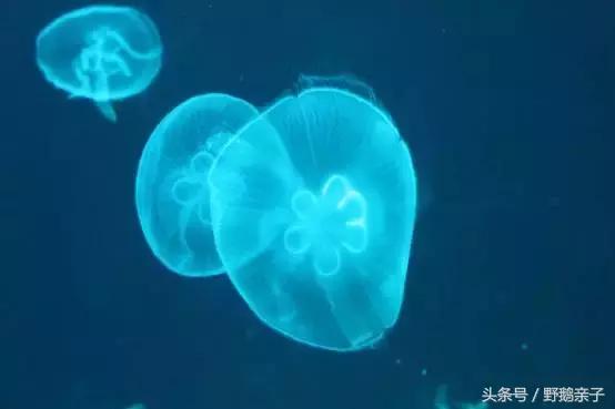 这个夏天去北京旅游好玩吗,夏天适合去的海底世界