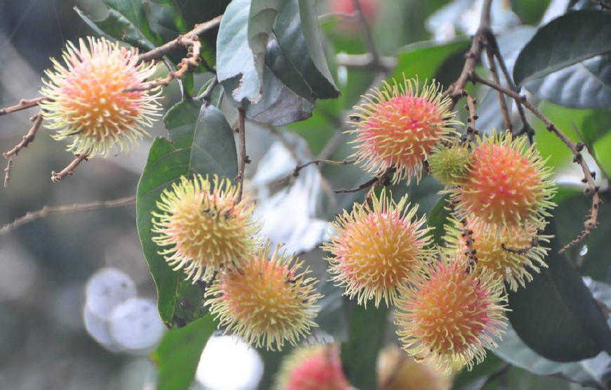 红毛丹营养价值及功效,红毛丹果营养和功效与作用