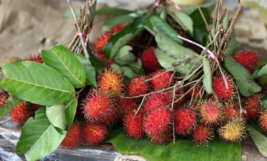 红毛丹营养价值及功效,红毛丹果营养和功效与作用