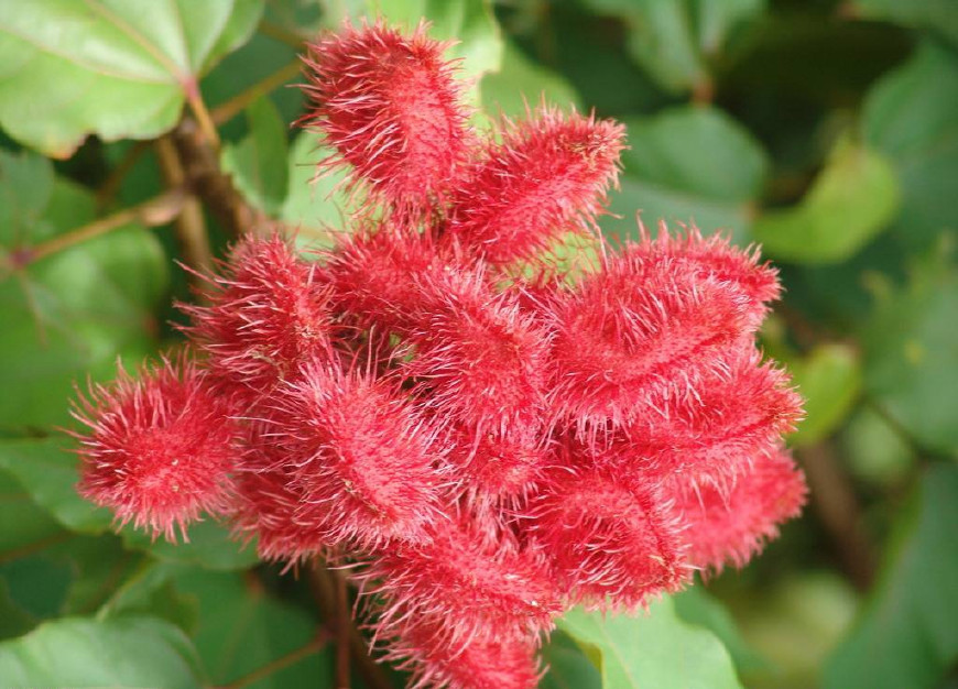 红毛丹营养价值及功效,红毛丹果营养和功效与作用