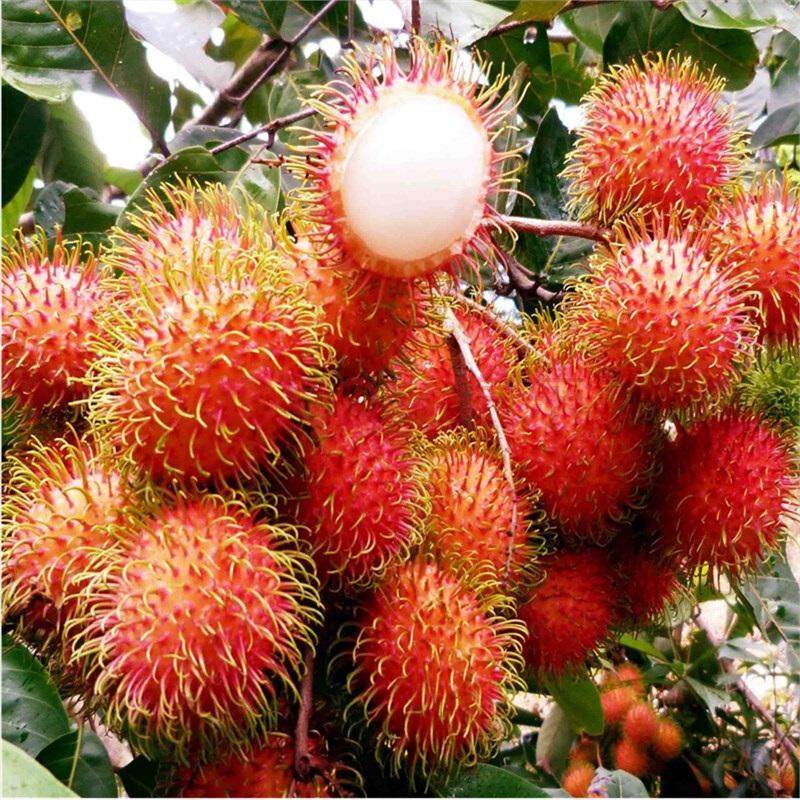 红毛丹营养价值及功效,红毛丹果营养和功效与作用