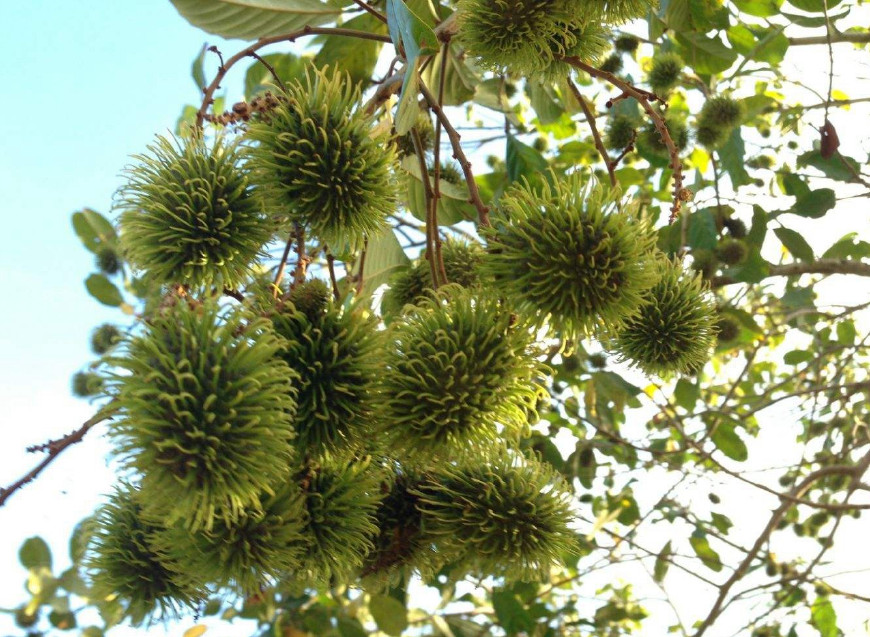 红毛丹营养价值及功效,红毛丹果营养和功效与作用