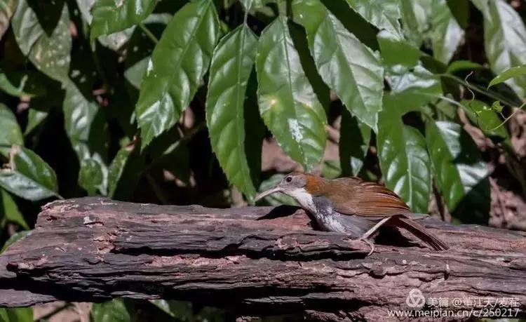 滇西拍鸟攻略,滇西观鸟的图片