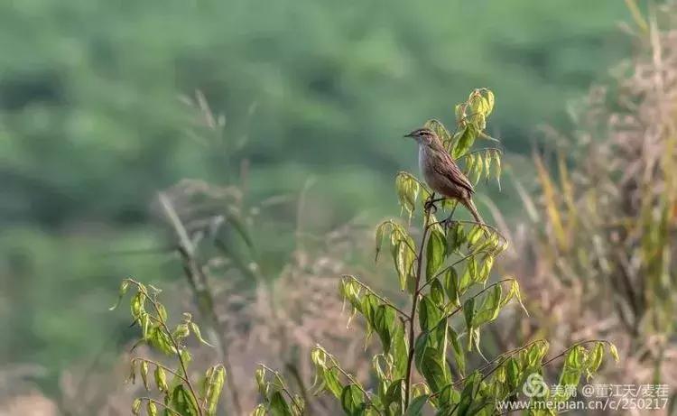 滇西拍鸟攻略,滇西观鸟的图片