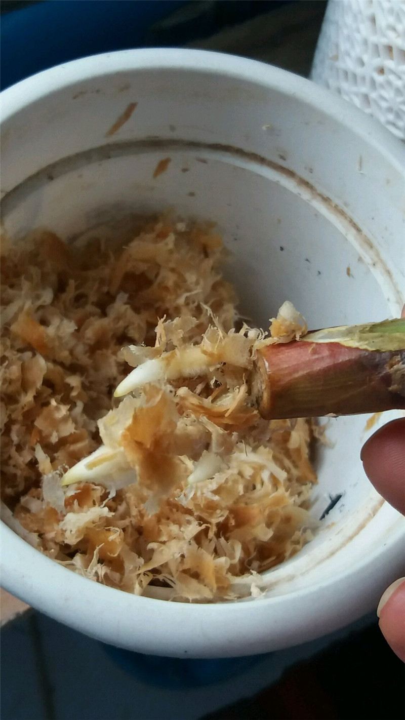 松树刨花君子兰烂根,君子兰烂根用刨花养根的视频