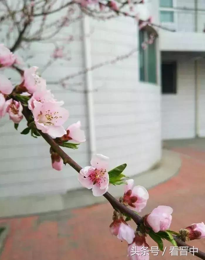 情系职中(杨保卫)