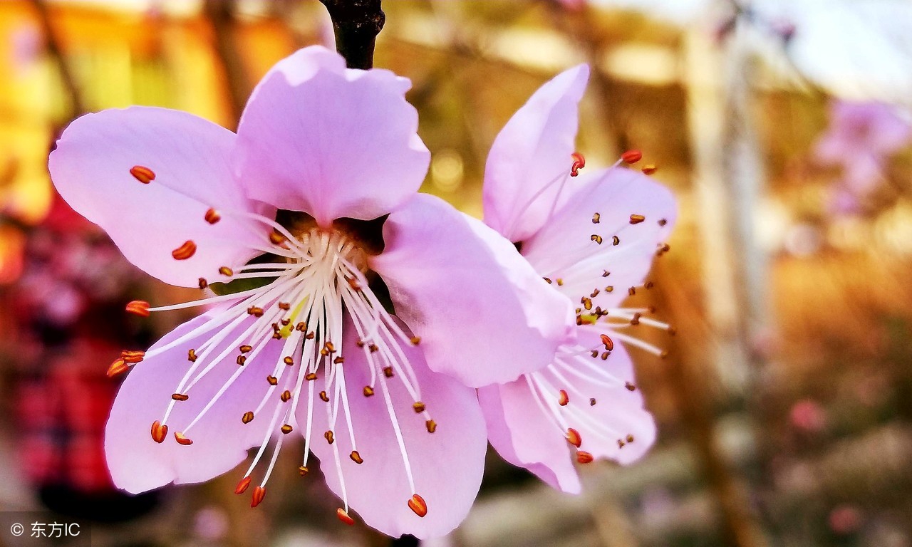 99个珍贵秘方,99种养生秘诀