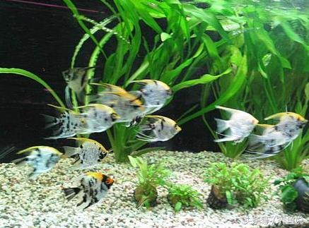 什么斗鱼和孔雀鱼可以一起养,孔雀鱼和斗鱼可以混养嘛