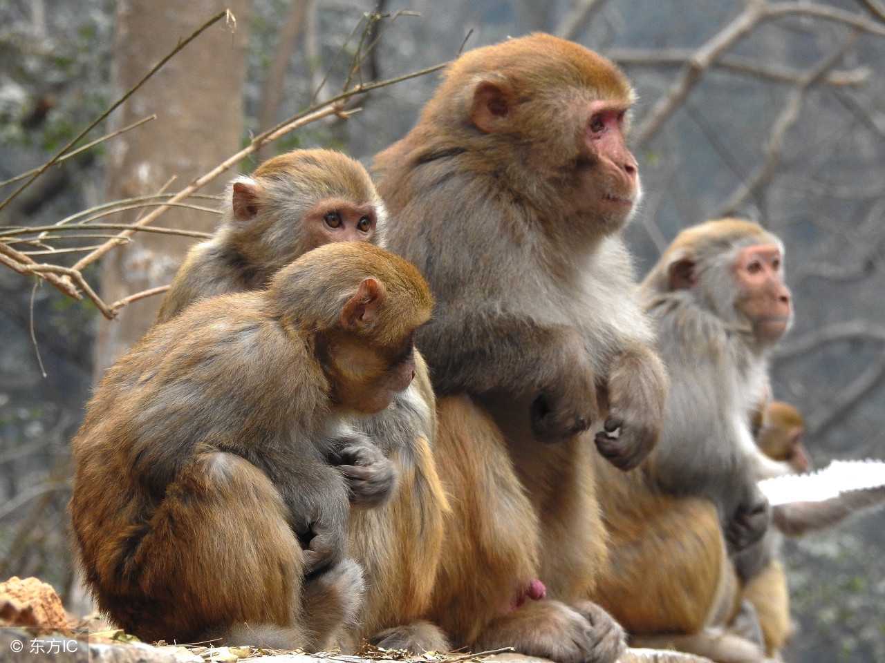 5月大金猴,5月份大金猴