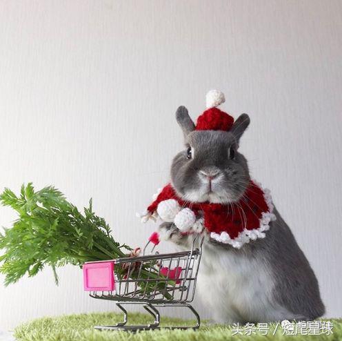 兔子中暑吃什么药效果最快,兔子在高温下会不会中暑