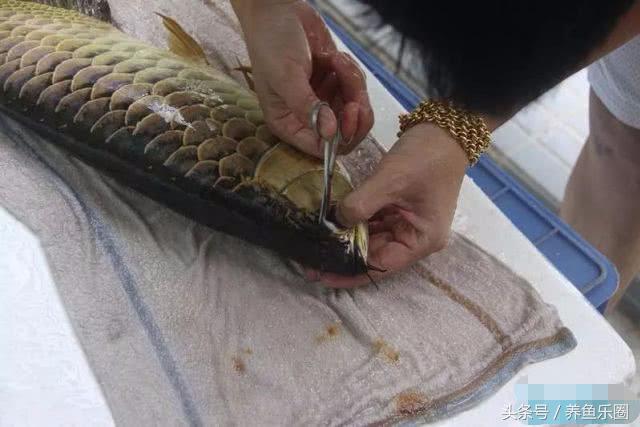 龙鱼轻微掉眼能自己恢复吗,爱龙白点净注意事项