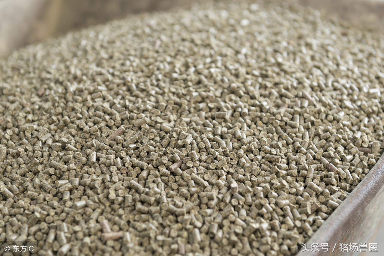 大猪反胃呕吐是什么原因,猪发烧呕吐是什么原因