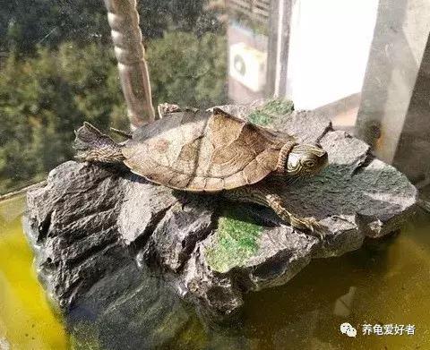 养龟的100种常见问题,新手养龟常见的坏习惯与坏心态