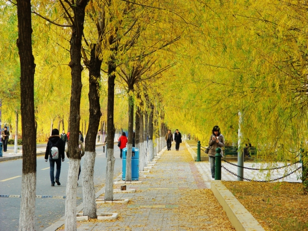 哈尔滨师范大学就业怎么样,哈尔滨师范好就业吗