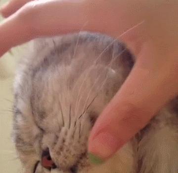 不小心撸掉猫咪的胡子怎么办？主人：悄悄的塞回去，动作要利索