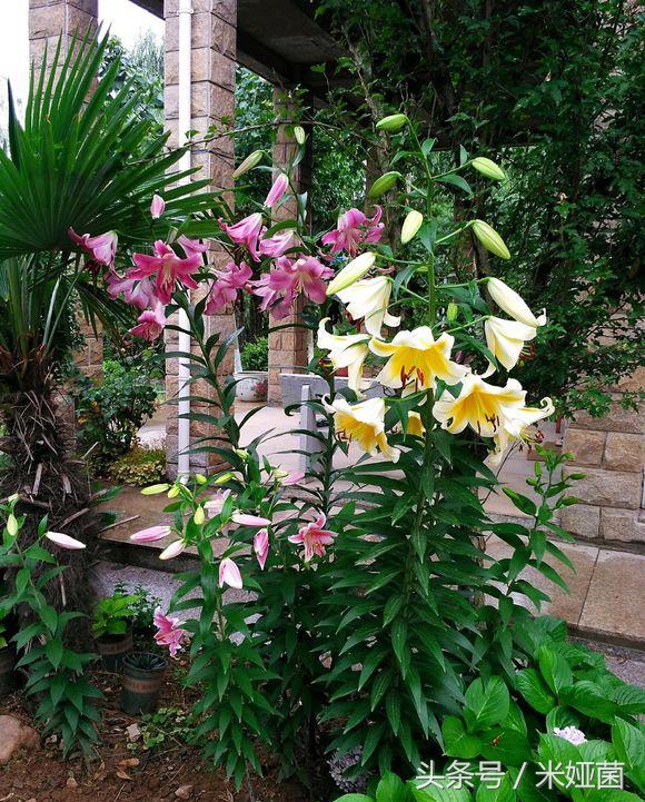 黄色百合花盆栽带花苞发货,矮一点百合花苗盆栽带花苞