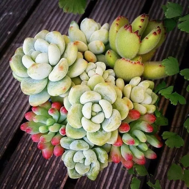 八卦掌多肉怎么浇水,八卦掌内功养生法