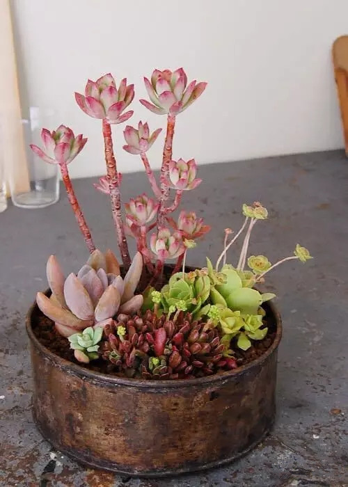 八卦掌多肉怎么浇水,八卦掌内功养生法