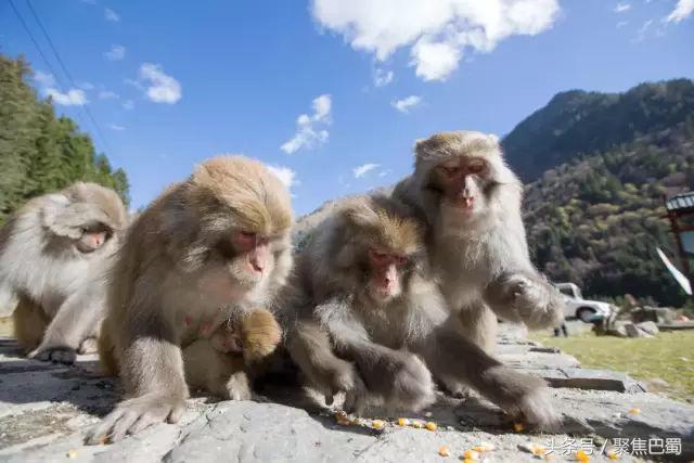 从成都出发最近的草原,成都出发4小时雪山花海