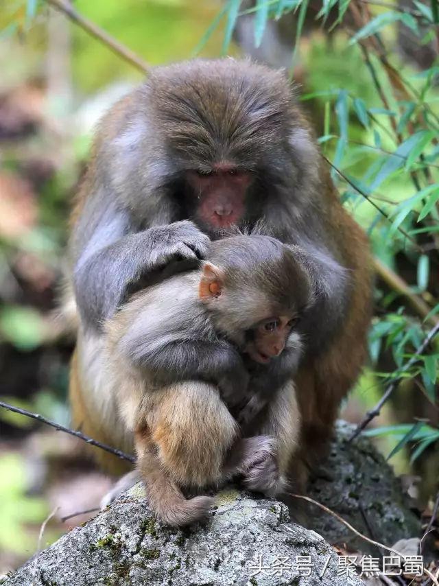 从成都出发最近的草原,成都出发4小时雪山花海