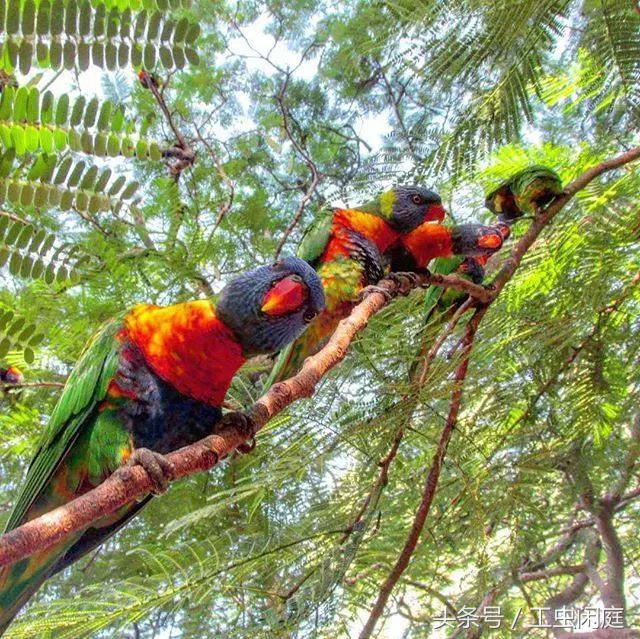 澳大利亚学生签证最新政策,澳大利亚签证最新恢复时间