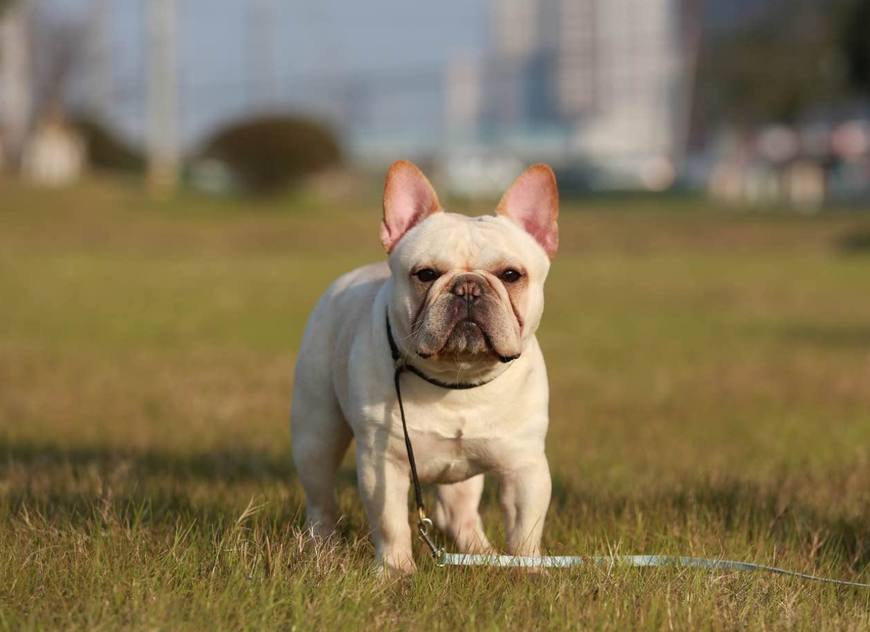 狗界中的5种小短腿狗狗,小短腿的狗都是什么狗