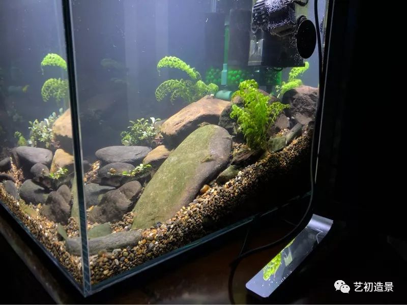 虾虎缸造景要什么过滤器,虾虎缸用什么石头造景好