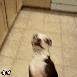 波士顿梗和法斗的串串,波士顿梗犬和法斗哪个好