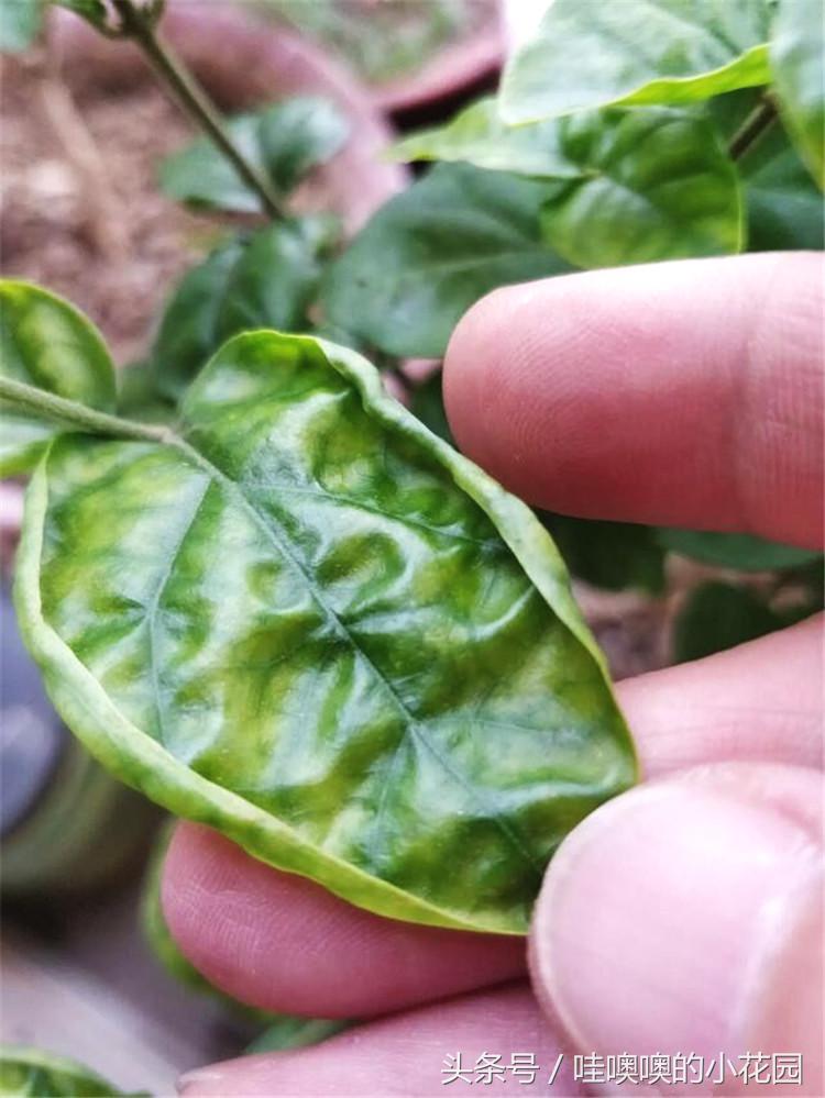 茉莉叶片发蔫卷曲怎么回事,茉莉新长的叶片卷边怎么办