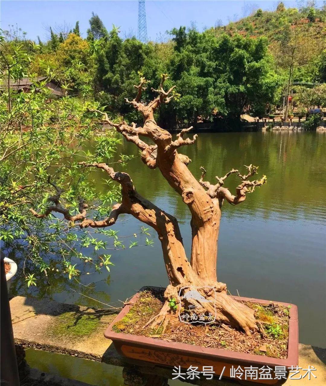 地瓜榕盆景的修剪技巧,金豆盆景修剪视频大全