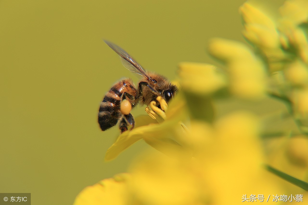 中蜂度夏断子缺蜜,中蜂蜂王春天产卵控制几脾为好