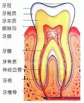 乳牙蛀了不用管,乳牙蛀了没掉下来
