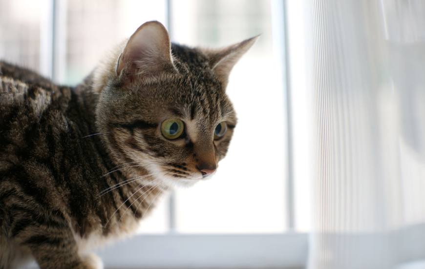 中华田园猫上榜10大受欢迎猫咪,中华田园猫和狸花猫有什么区别